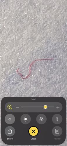 Bloodworm