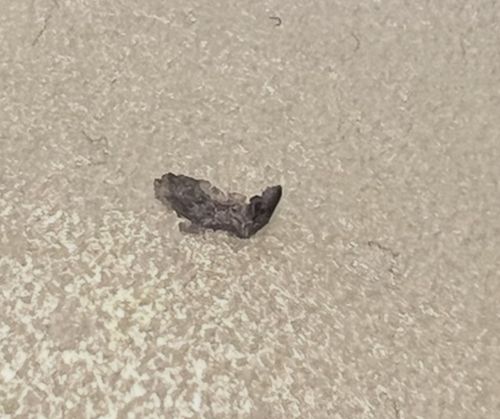 Household Casebearer (Larva)