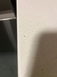 Fungus Gnat