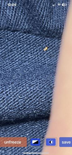 Carpet Beetle Larva (most likely)