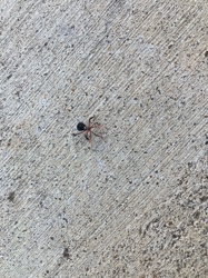 Velvet Ant (often referred to as 'Cow Killer')