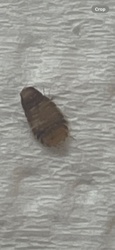 Carpet Beetle Larva