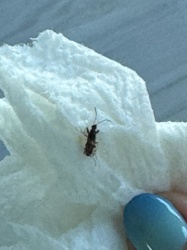 Sawtoothed Grain Beetle