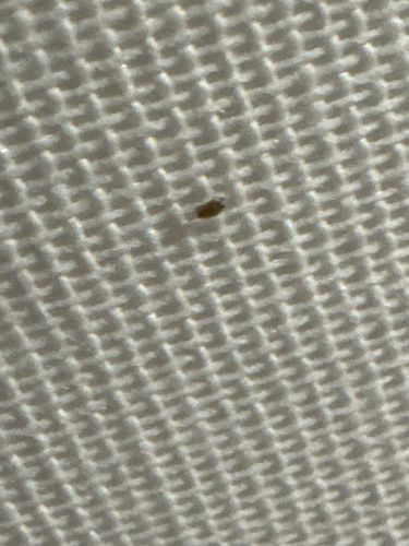 Carpet Beetle (likely Varied Carpet Beetle or Black Carpet Beetle larva)