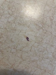 Unidentifiable insect fragment