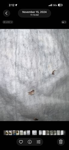 Varied Carpet Beetle