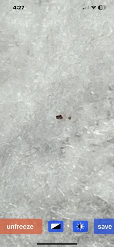 Carpet Beetle (likely Varied Carpet Beetle or Black Carpet Beetle)