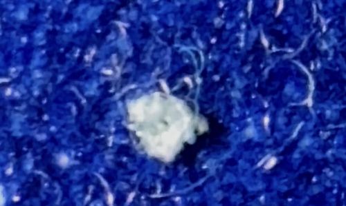 Junk bug (also known as Trash bug, Aphid Lion, or Lacewing Larva)