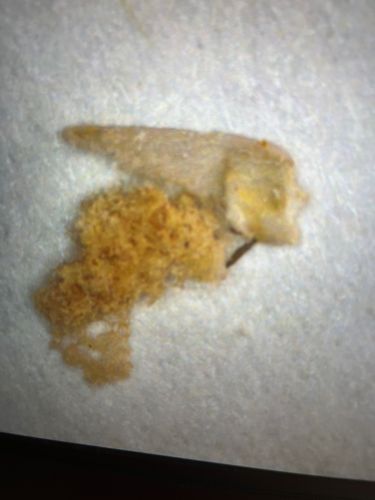 Case-bearing Clothes Moth Larva