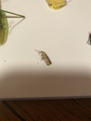 Ailanthus Webworm Moth