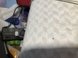 House fly