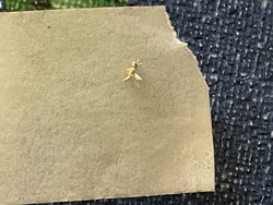 Parasitic Wasp (likely a Braconid Wasp or related species)
