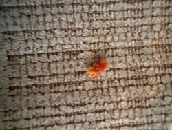 Unidentifiable organic material