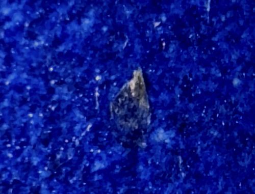 Case-bearing clothes moth (larva)