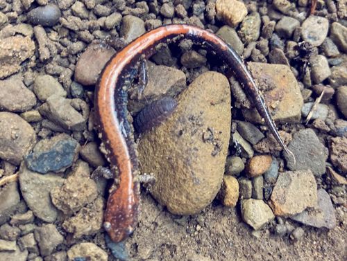 Red-backed Salamander (and a pill bug/rolly polly)