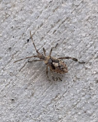 Assassin Bug (likely a nymph)