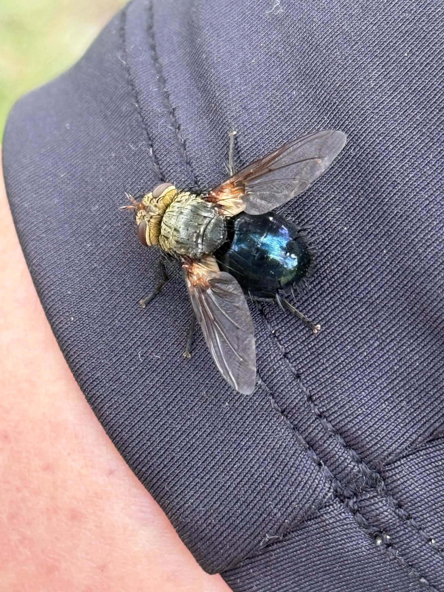 Tachinid Fly (specifically of the genus Adejeania)