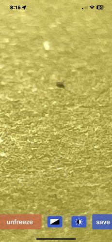 Unidentifiable Insect