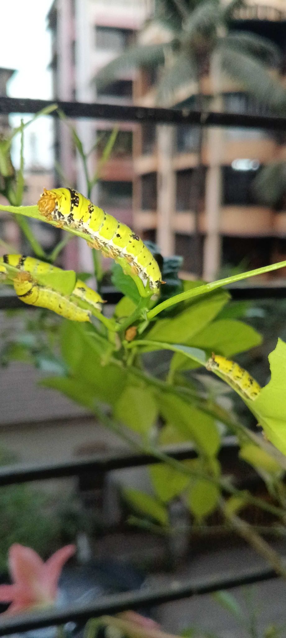 Common Mormon Caterpillar