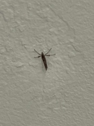 Non-biting Midge