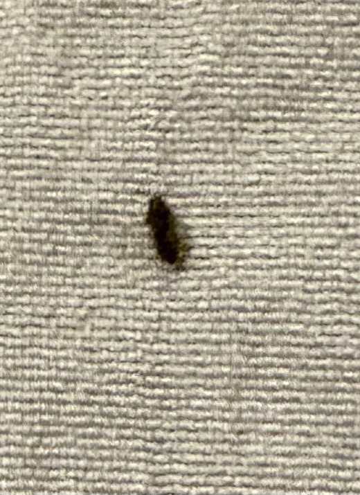 Carpet Beetle Larva