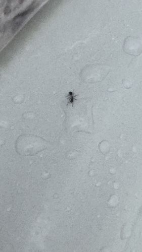 Ant (general based on visual)