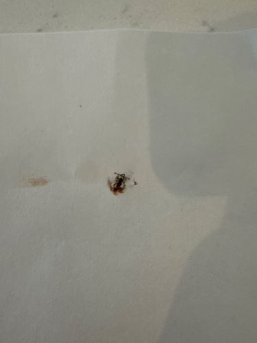 Ant (various species)