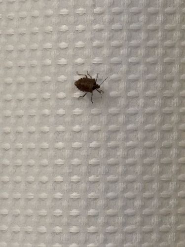 Brown Marmorated Stink Bug