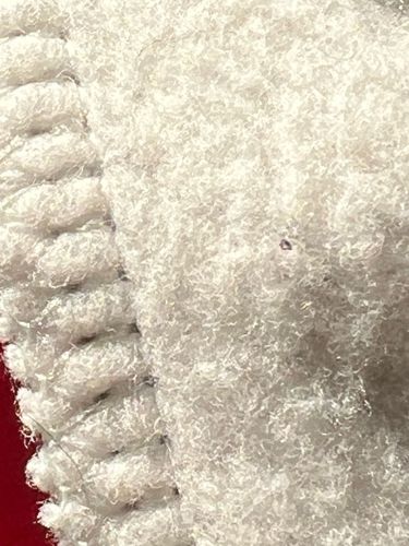 Carpet Beetle (larva)