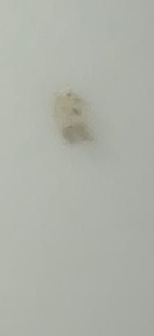 Case-bearing Clothes Moth (Larva)