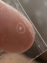 Bird Mite (or Poultry Mite)