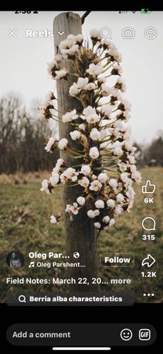 No insect is visible in the image