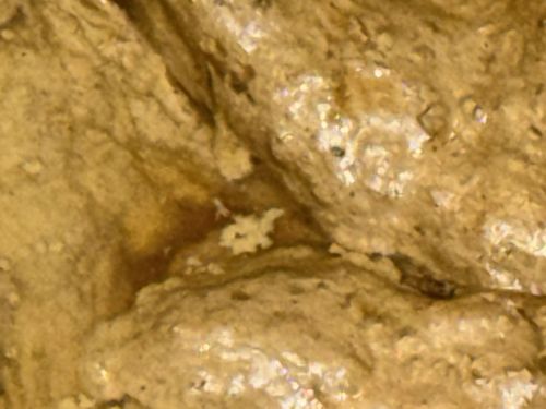 Masked Hunter (Nymph)