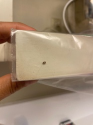 Carpet Beetle (likely Varied Carpet Beetle or Black Carpet Beetle)