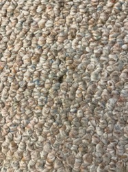 Carpet Beetle