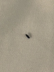 Thrips or Springtail (likely a Thrips)