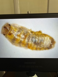 Fly Pupa (likely Syrphid Fly or similar)