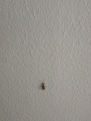 Red Flour Beetle