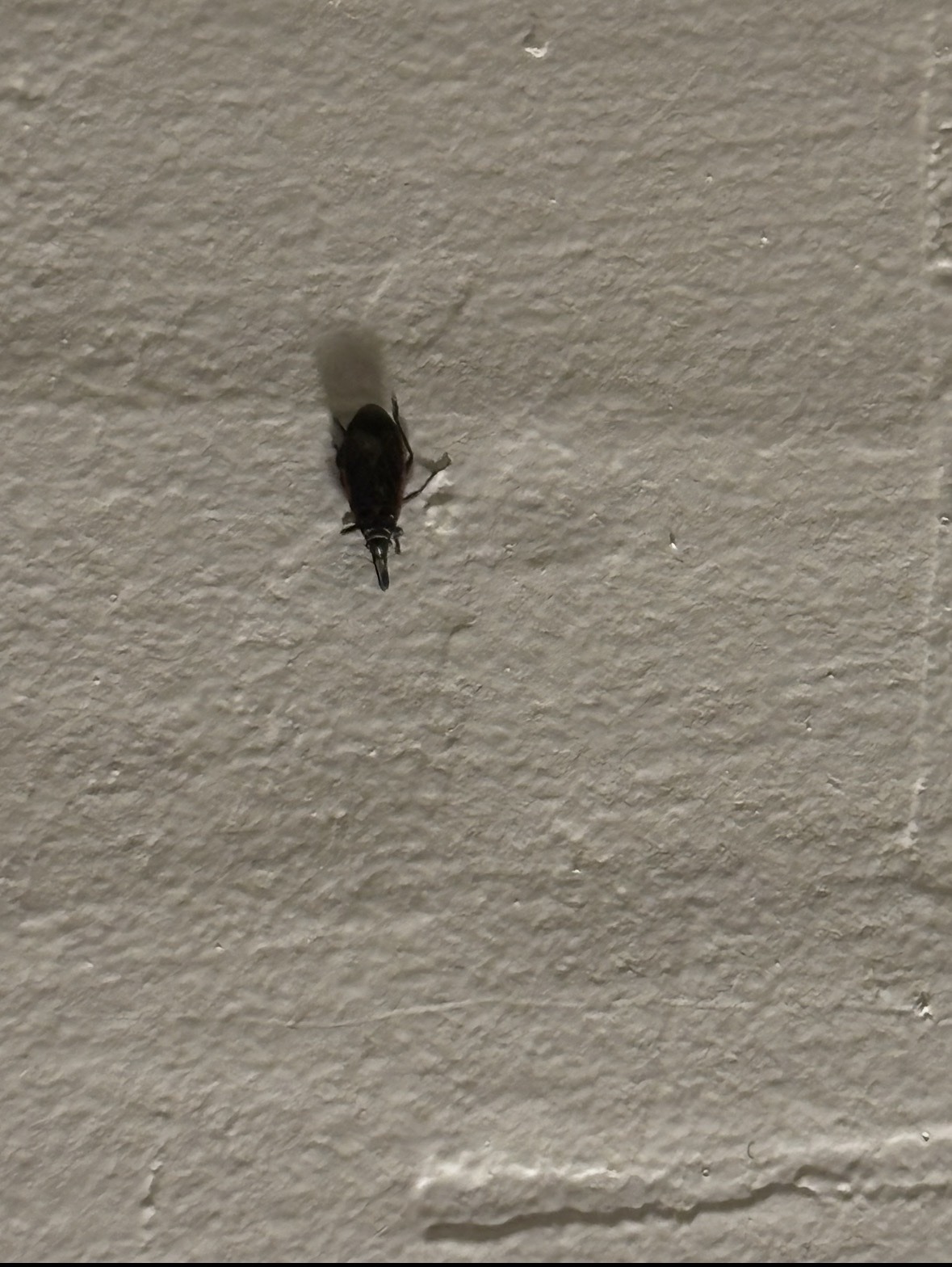 Weevil (likely a Nut or Acorn Weevil)