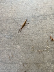 Antlion larva (or 'doodlebug')