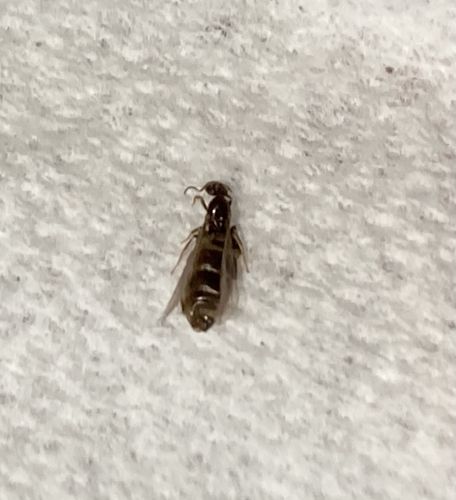 Winged Ant (Alate)