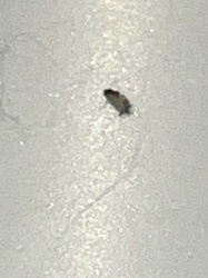 Household Casebearer Moth (larva)