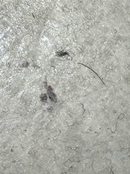 Carpet Beetle (larva)