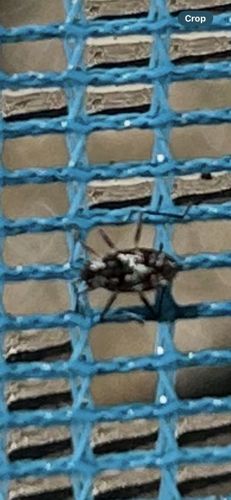 Boxelder Bug
