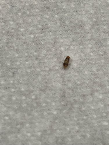 Carpet beetle (likely Varied Carpet Beetle or Black Carpet Beetle)
