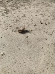 Carpet Beetle Larva (likely Varied Carpet Beetle or Black Carpet Beetle)