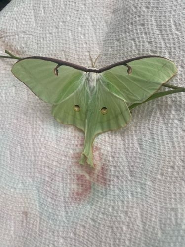 Luna Moth