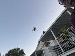 Orb Weaver Spider (likely Araneus diadematus or a similar large orb weaver species)