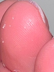 Not identifiable as an insect