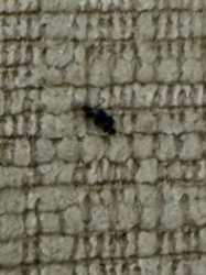 Fungus Gnat (likely larvae)